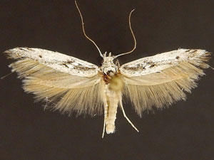 Arotrura oxyplecta