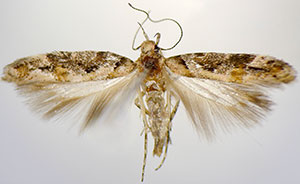 Aristotelia calens