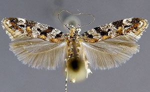 Aristotelia pudibundella