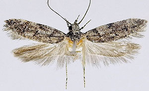 Xenolechia querciphaga