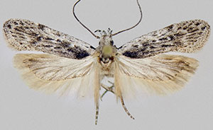 Gelechia gracula