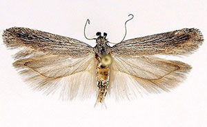 Filatima striatella