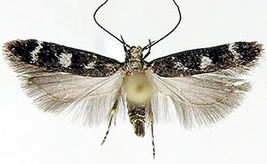 Fascista bimaculella