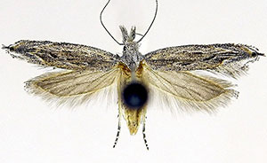 Sophronia teretracma