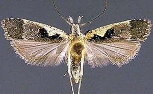 Dichomeris setosella