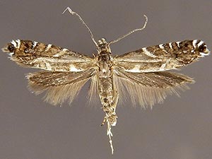 Glyphipterix arizonensis