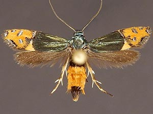 Lepidotarphius perornatella