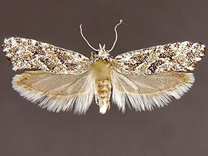 Araeolepia subfasciella