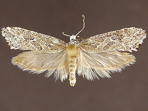 Araeolepia subfasciella