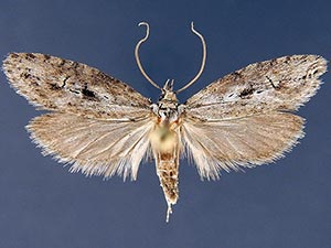 Ellabella melanoclista