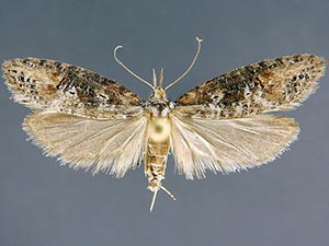 Ellabella johnstoni