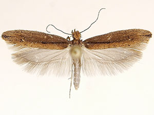 Ypsolopha arizonella