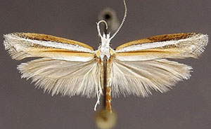 Ypsolopha leptaula