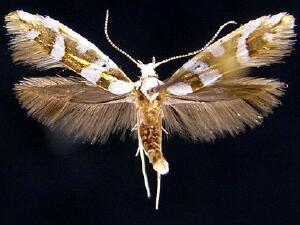 Argyresthia calliphanes