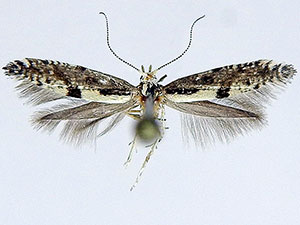 Argyresthia conjugella