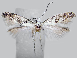 Argyresthia thuiella