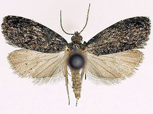 Endothenia conditana