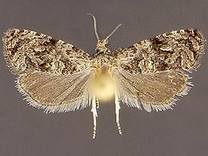 Endothenia microptera