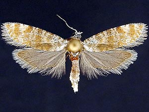 Rhyacionia pallifasciata