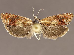 Eucosma altana