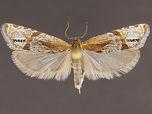 Eucosma decempunctana