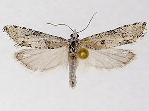 Eucosma owensana