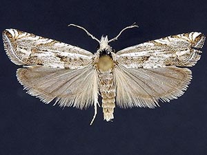 Eucosma salidana