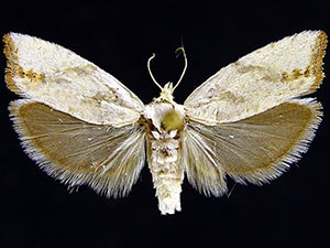 Eucosma artemisiana