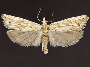 Eucosma montanana