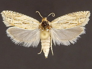 Eucosma grindeliana