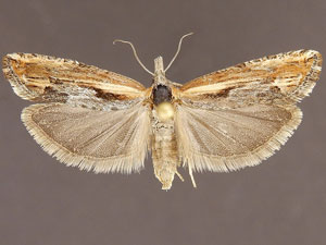 Eucosma offectalis