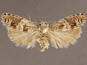 Pseudexentera kalmiana