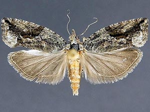 Epinotia fumoviridana