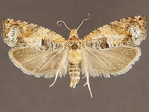 Epinotia terracoctana