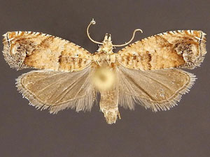 Epinotia miscana