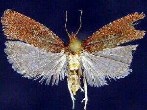 Epinotia arctostaphylana