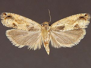 Epinotia infuscana