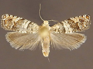 Epinotia meritana