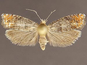 Epinotia wrighti