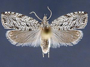 Dichrorampha broui