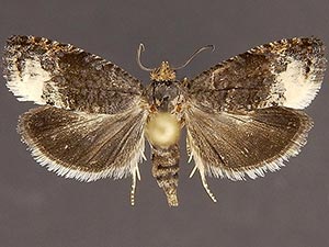 Ecdytolopha nigrita