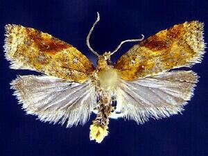 Acleris comariana