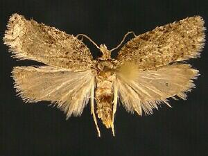 Acleris cornana