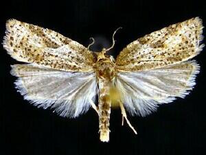 Acleris negundana