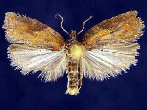 Acleris viburnana