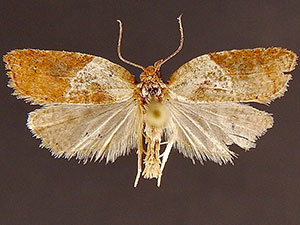 Acleris variegana