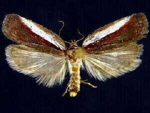 Acleris celiana