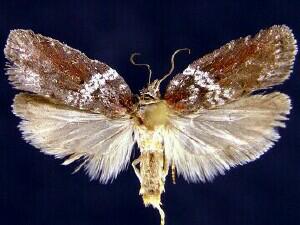 Acleris celiana