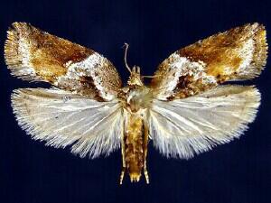 Acleris robinsoniana