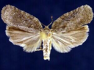 Acleris chalybeana